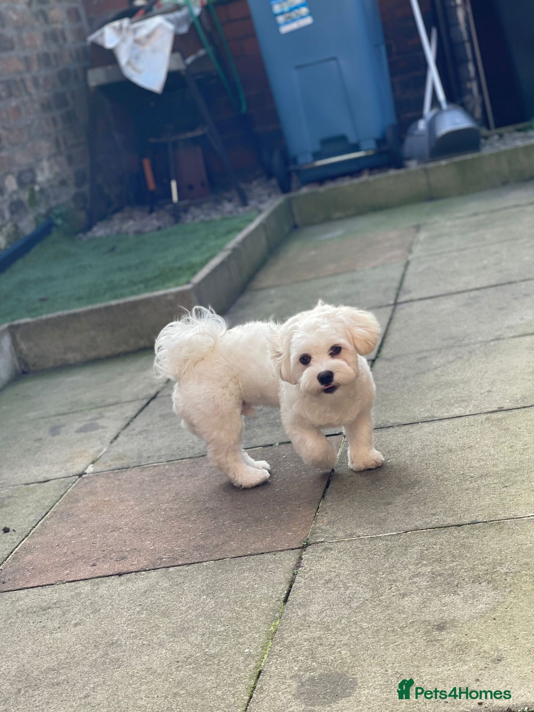 Bichon Frise dogs for sale: Gucci bichon frise - Image 6