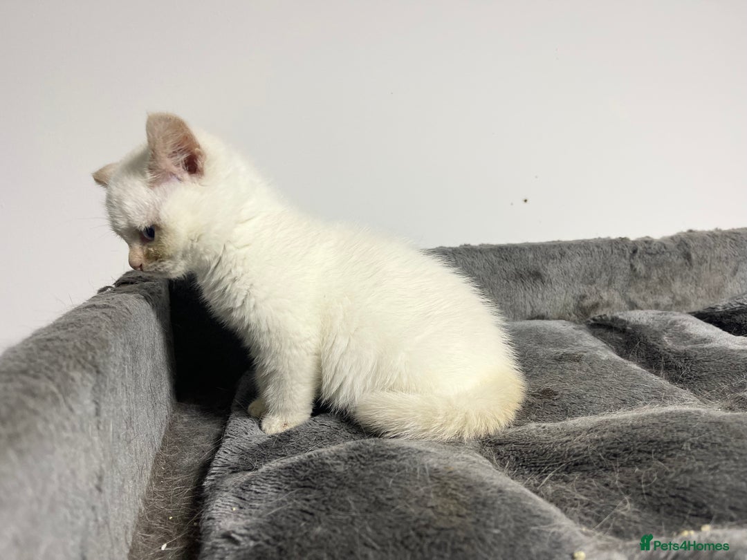 British Shorthair cats for sale: White british shorthair GIRL with blue eyes - Advert 6