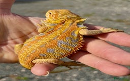 Bearded Dragon reptiles for sale: Hypo yellow blue bar tiger bearded dragons - Image 6