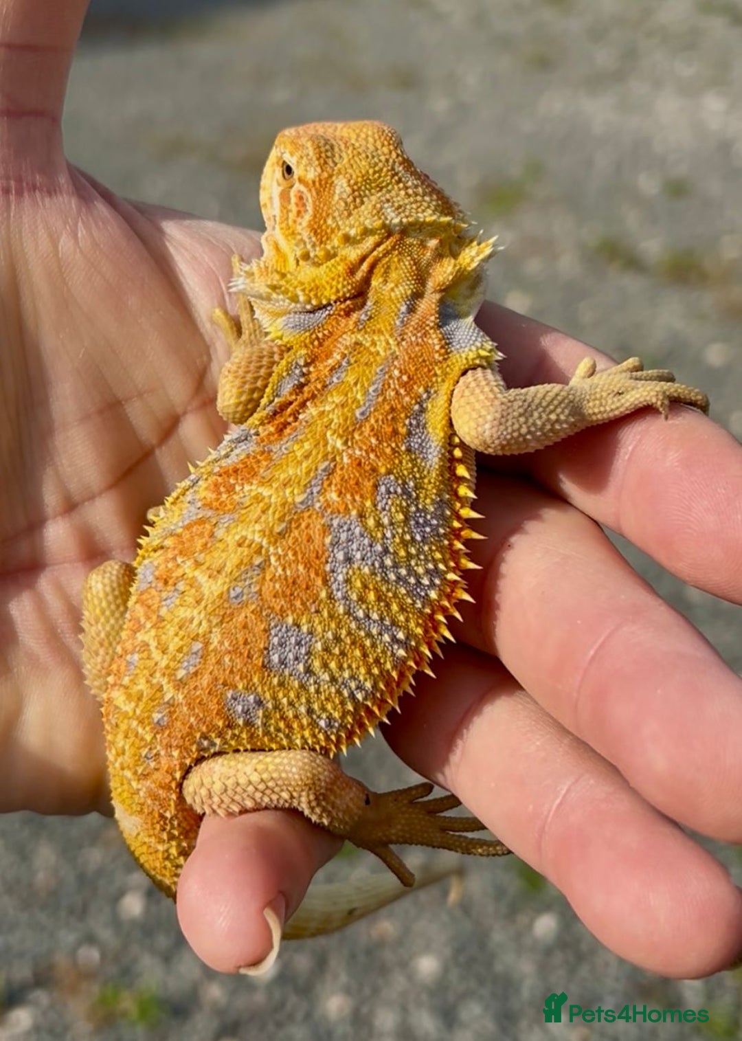 Bearded Dragon reptiles for sale: Hypo yellow blue bar tiger bearded dragons - Image 6