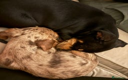 Mixed Breed dogs for sale: 2 lovely Daschund pups for sale. - Image 8