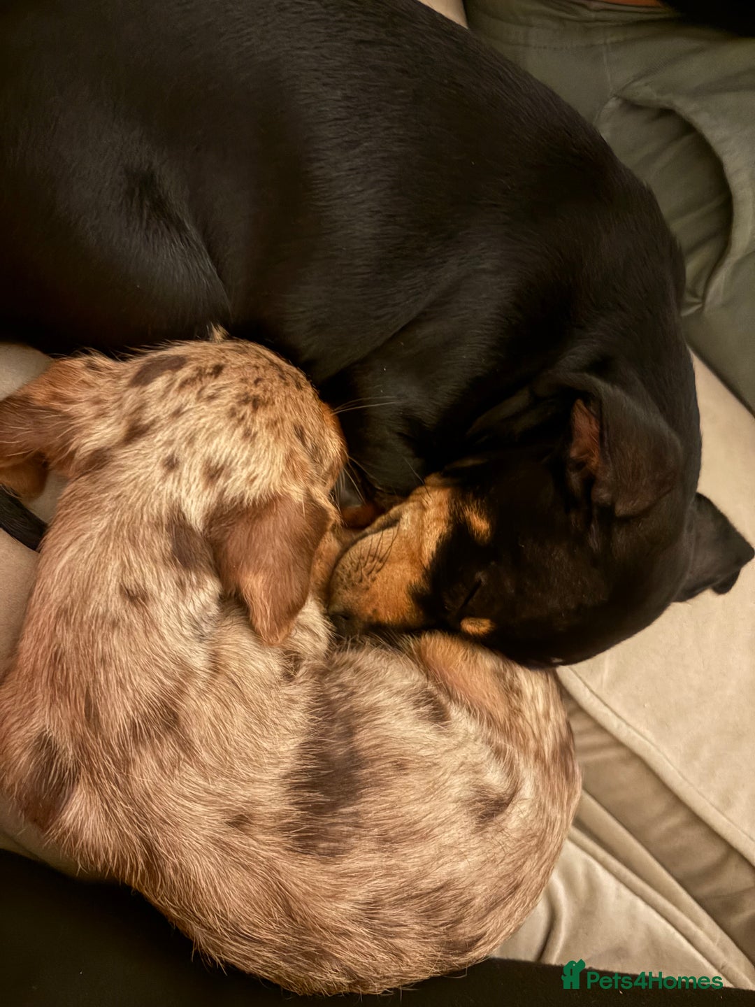 Mixed Breed dogs for sale: 2 lovely Daschund pups for sale. - Image 8