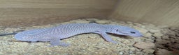 Bearded Dragon reptiles for sale: Variety of reptiles  - Advert 16