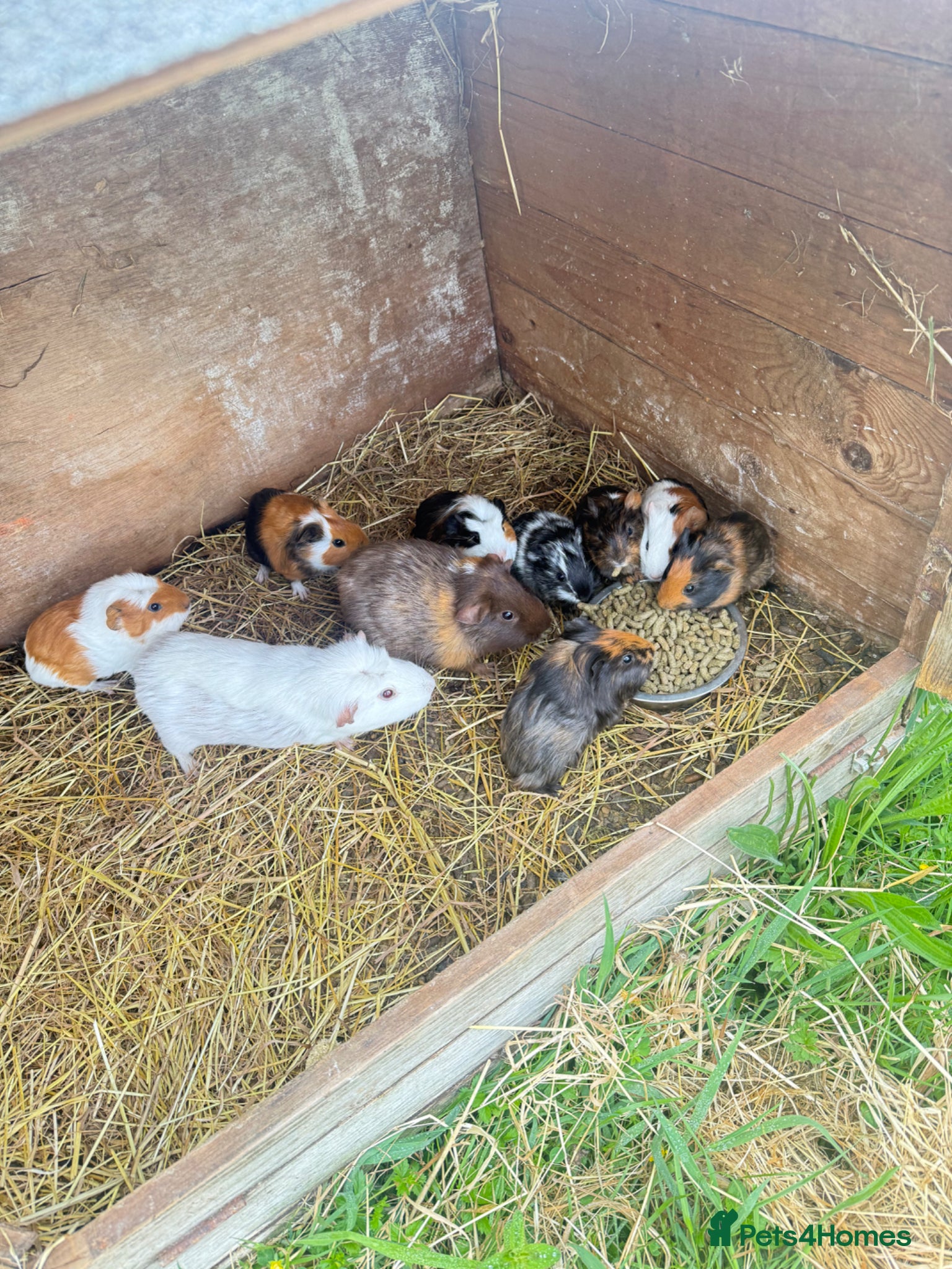 Guinea Pig rodents Beautiful guinea pigs  - Advert 1