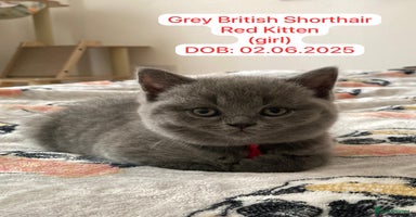 British Shorthair cats - Advert 3
