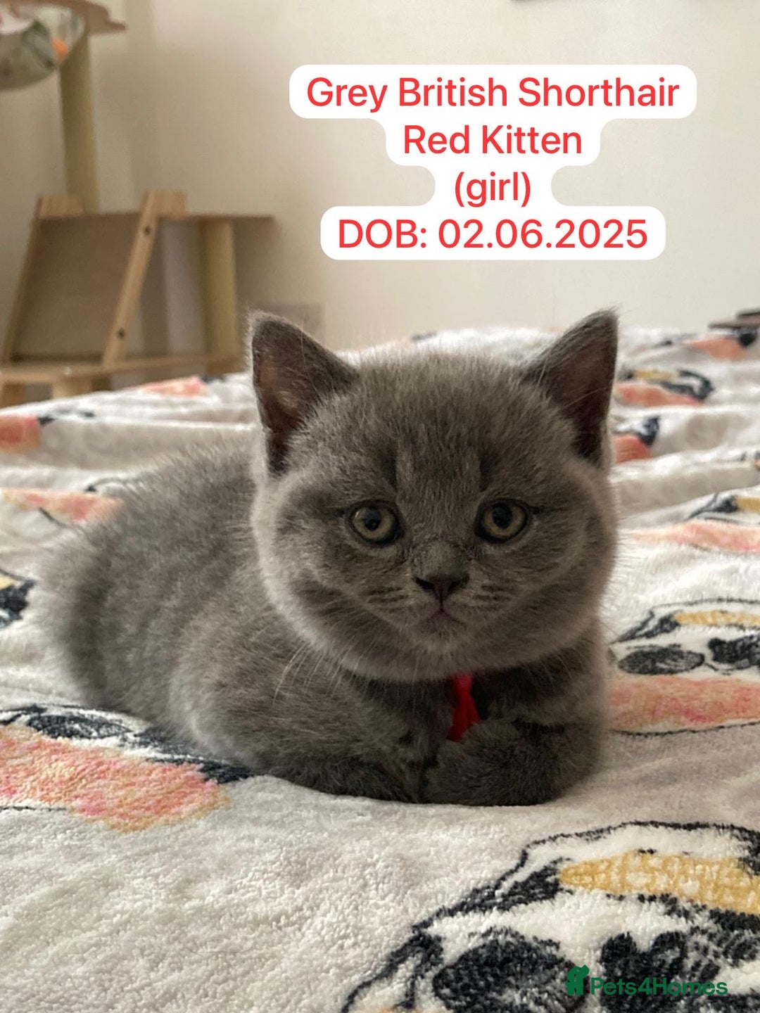 British Shorthair cats for sale: My 5 soft and fluffy BSH kitten looking a new home - Image 2