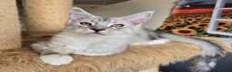 Maine Coon cats for sale: Ready now Silver with white Maine Coon kittens - Advert 33