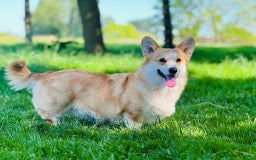 Welsh Corgi Pembroke dogs for sale: Quality Corgi puppies available to loving homes - Image 2
