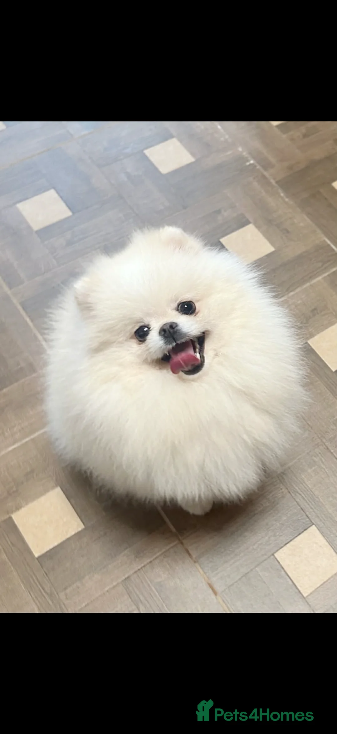 Pomeranian dogs for sale: Beautiful teddy face Merle & black& tan  - Advert 1