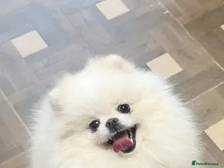 Pomeranian dogs Beautiful teddy face Merle & black& tan - Advert 3