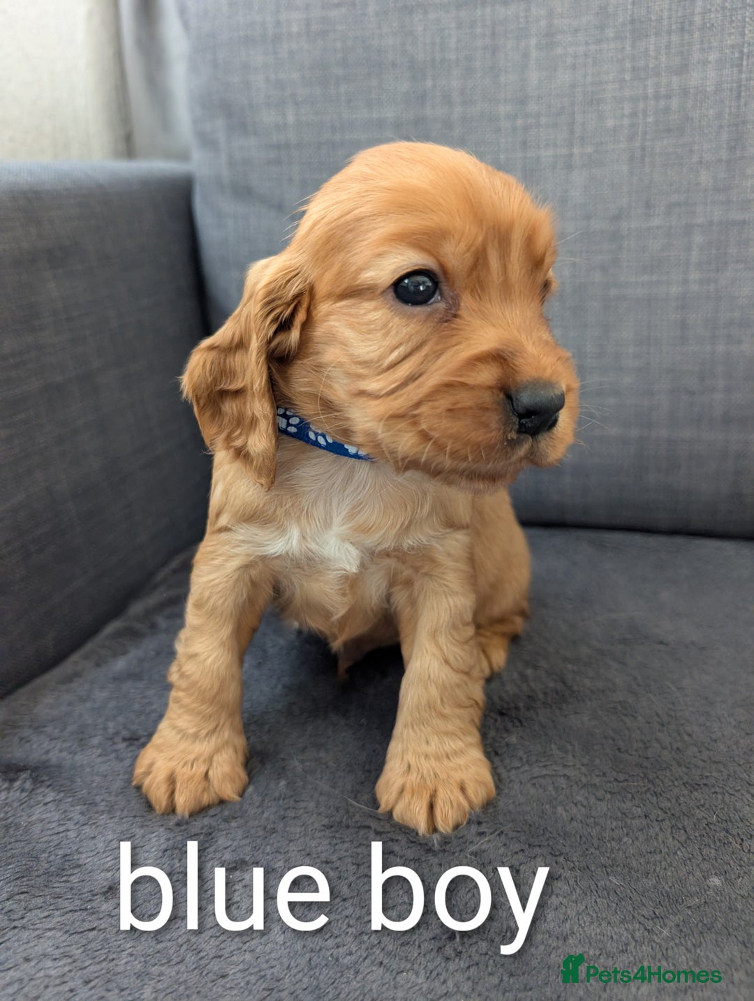 Cocker Spaniel dogs for sale: Cocker spaniel puppies - Advert 4