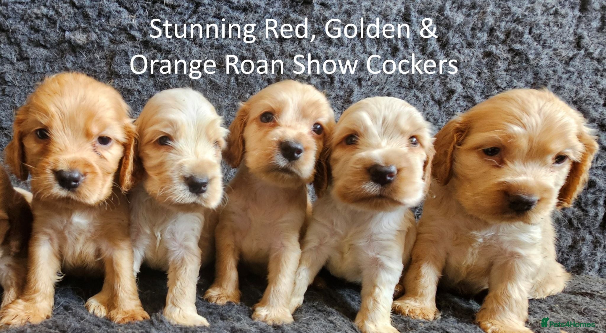 Cocker Spaniel dogs Stunning Show Cockers - Crufts Champion Pedigree - Advert 13