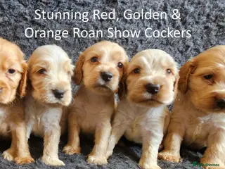 Cocker Spaniel dogs Stunning Show Cockers - Crufts Champion Pedigree - Advert 13