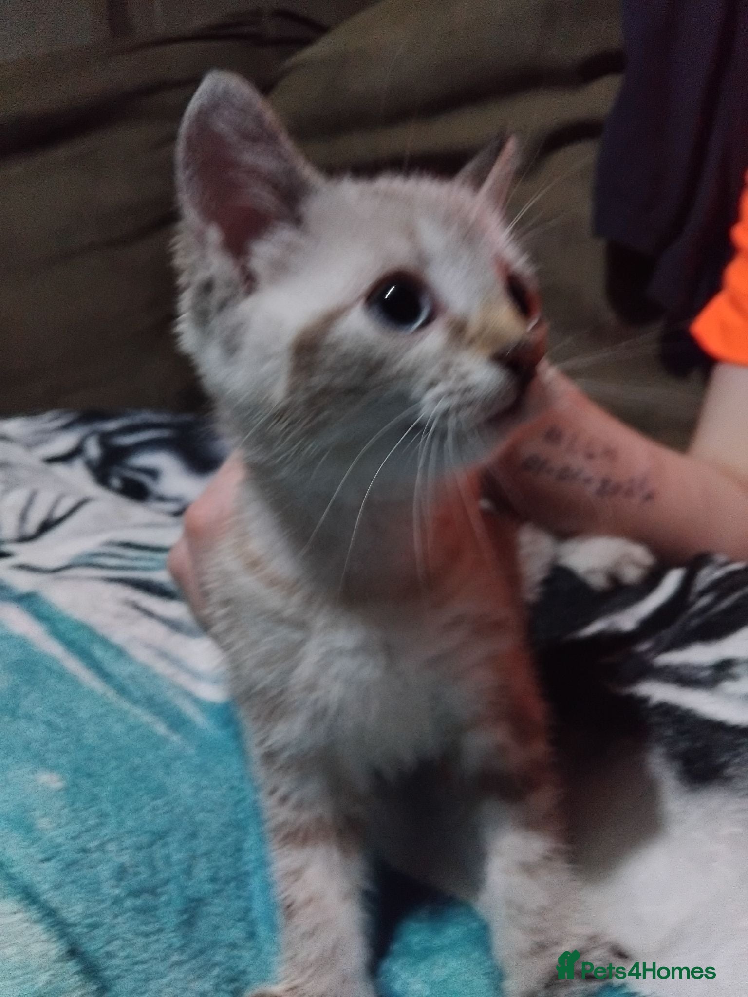 British Shorthair cats x1 female left  - Advert 1