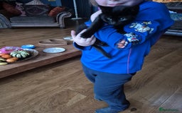 Mixed Breed cats for sale: Beautiful marked  friendly kittens  - Image 4