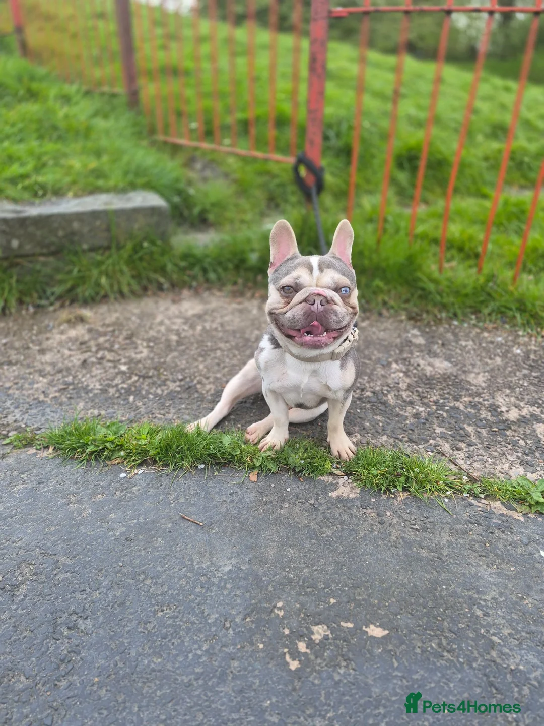 French Bulldog dogs for stud: PABLO-SAINT available for stud - Advert 2