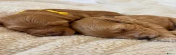Cockapoo dogs for sale: Cockapoo Puppies - Advert 2