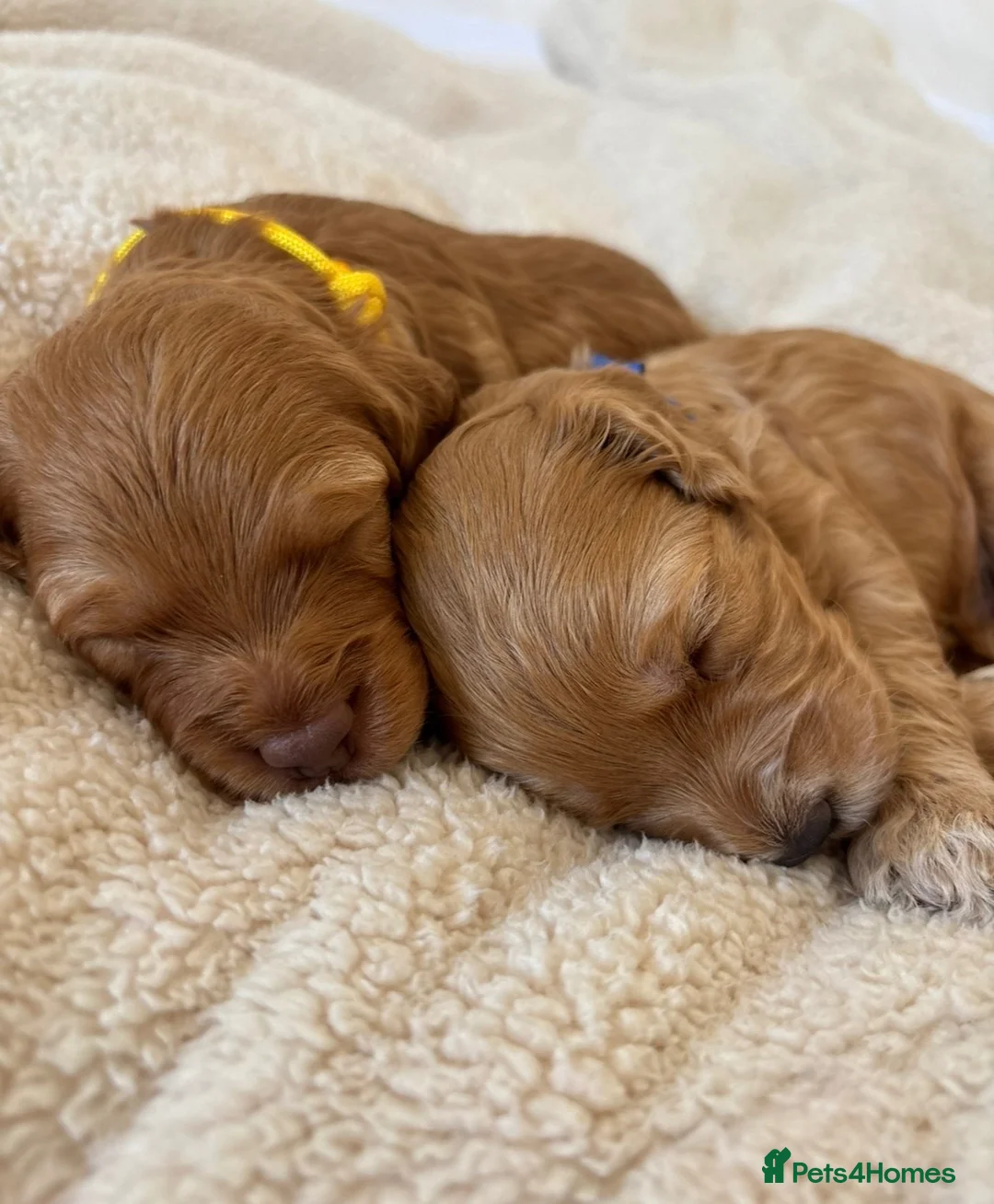 Cockapoo dogs for sale: Cockapoo Puppies - Advert 2