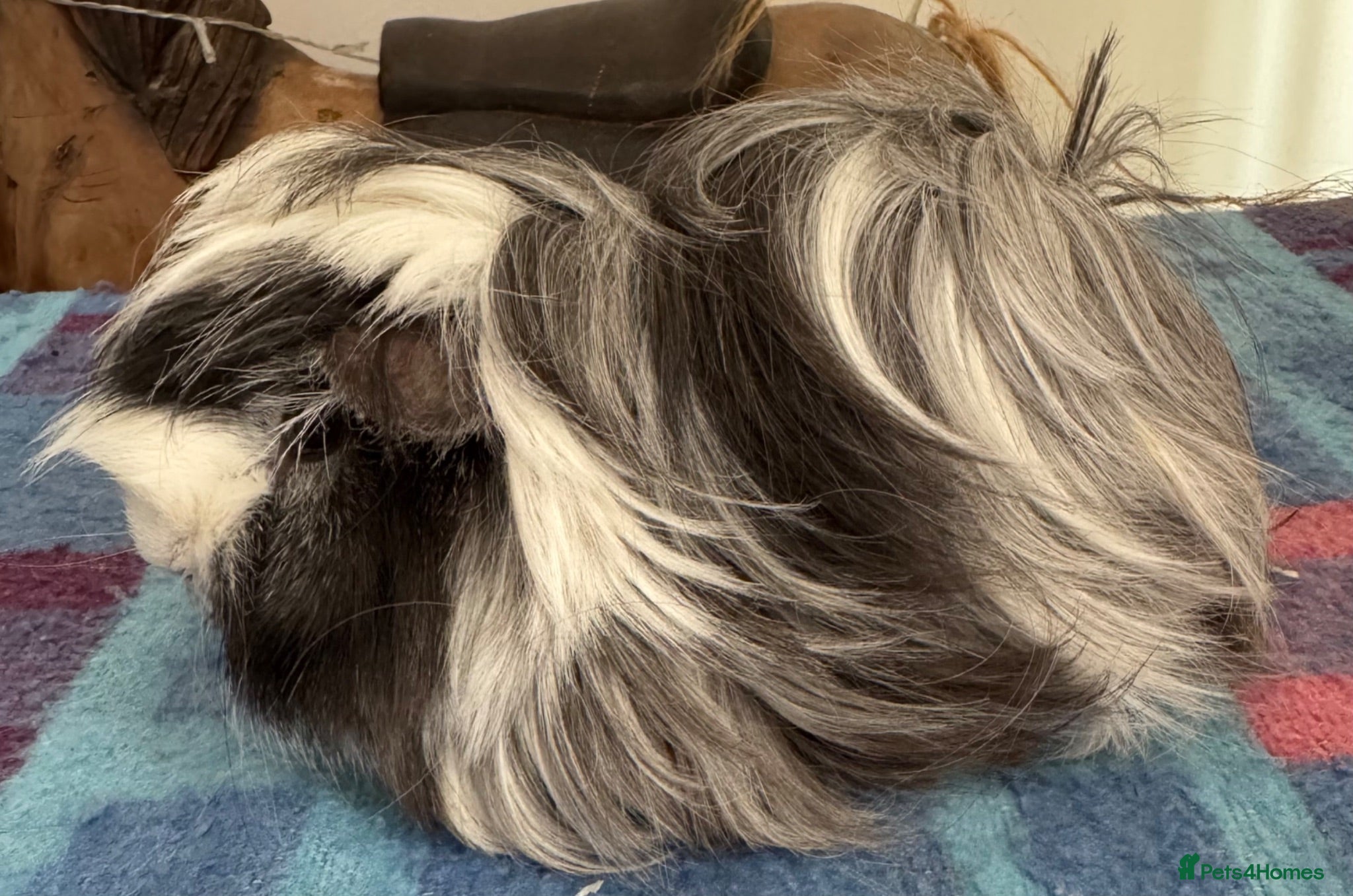 Guinea Pig rodents Peruvian boar Swiss boar 5 mths old .  - Advert 16