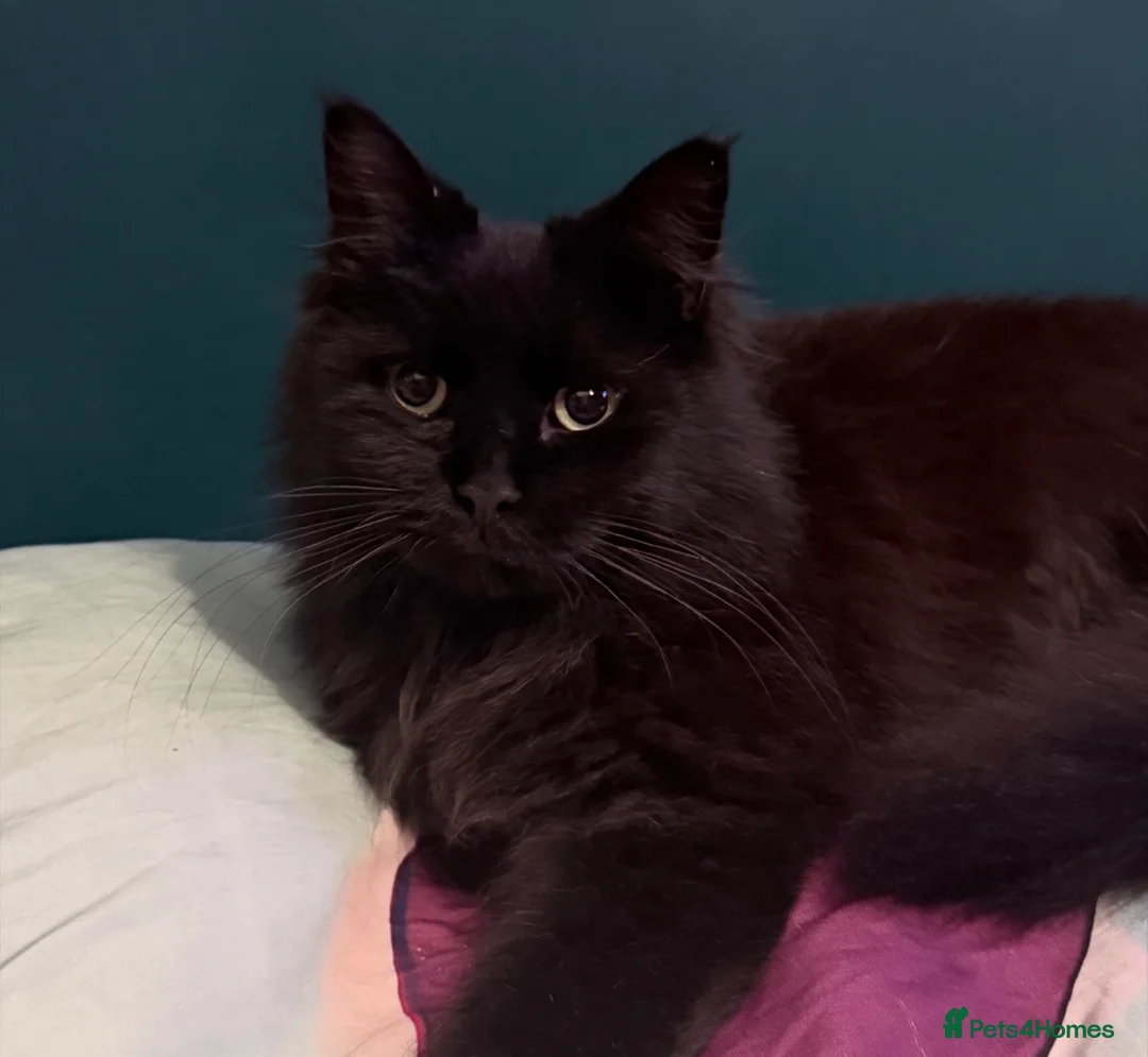 Mixed Breed cats for sale: Bonded Pair Teddy & Loki 🖤 Only to the Best Home - Advert 4