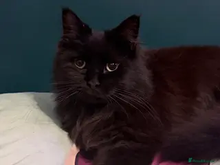 Mixed Breed cats Half Maine Coone Loki 🖤 Only to the Best Home - Advert 13