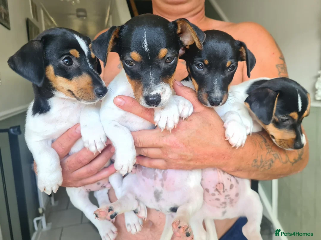Jack Russell dogs for sale: Jack Russell puppies  in Ashford - Advert 2