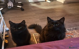 Ragdoll cats for sale: Chocolate Ragdoll mixed breed & Mum - Image 1