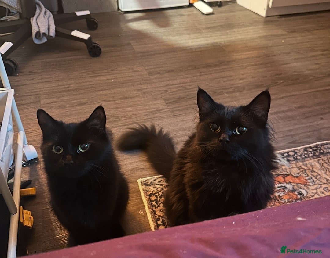 Ragdoll cats for sale: Chocolate Ragdoll mixed breed & Mum - Image 1