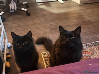 Ragdoll cats - Advert 13