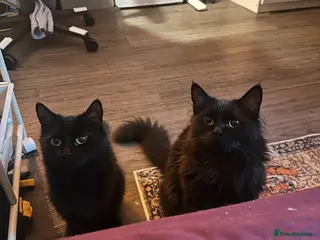 Ragdoll cats Chocolate Ragdoll mixed breed & Mum - Advert 2