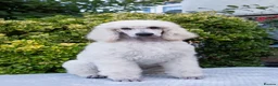 Standard Poodle dogs for sale: Outstanding Standard Poodle Puppies - Advert 4