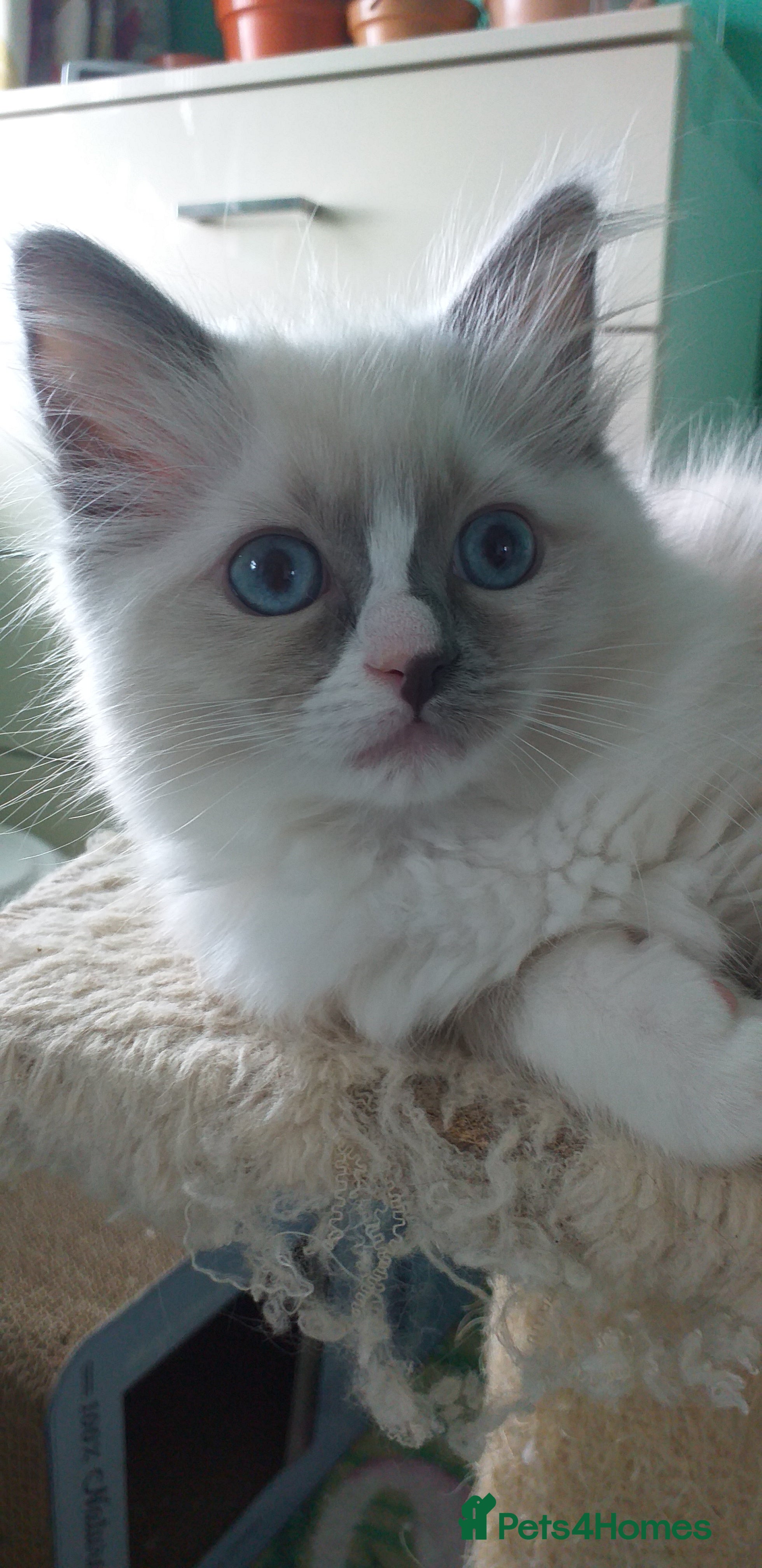 Ragdoll cats Beautiful Pure Breed Ragdoll Kittens  - Advert 2