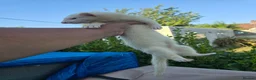 Ferret rodents for sale: Stunning part angora kits for sale - Advert 3