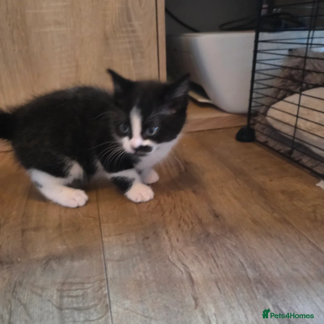 Russian Blue cats for sale: Mixed Russian blue kittens - Advert 14