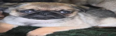 Pug 1 Jumbo 