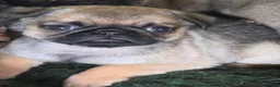 Pug dogs for sale: Pug puppies  in Newton Abbot - Advert 4