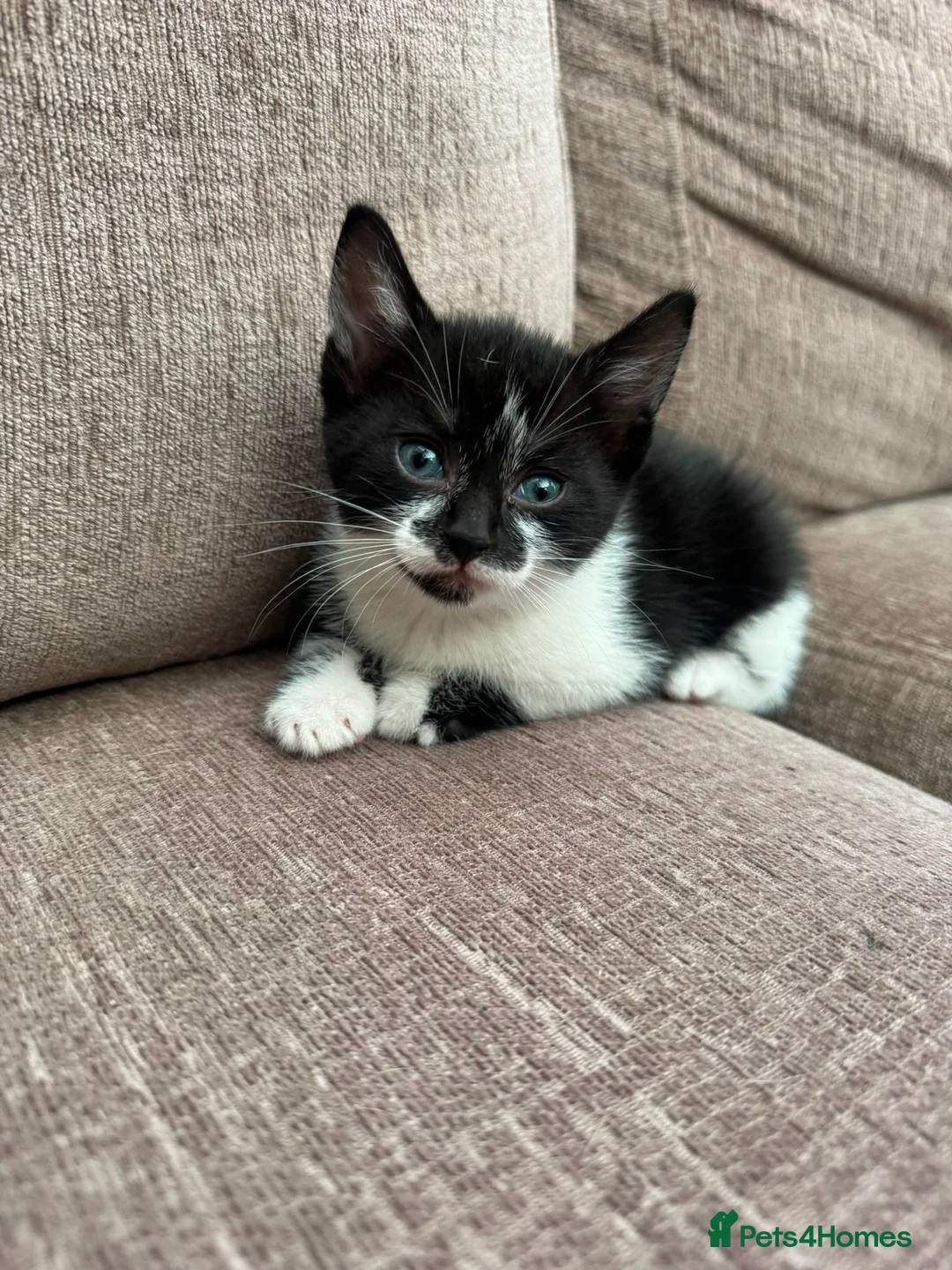 Mixed Breed cats for sale: Kittens looking for forever homes! - Advert 1