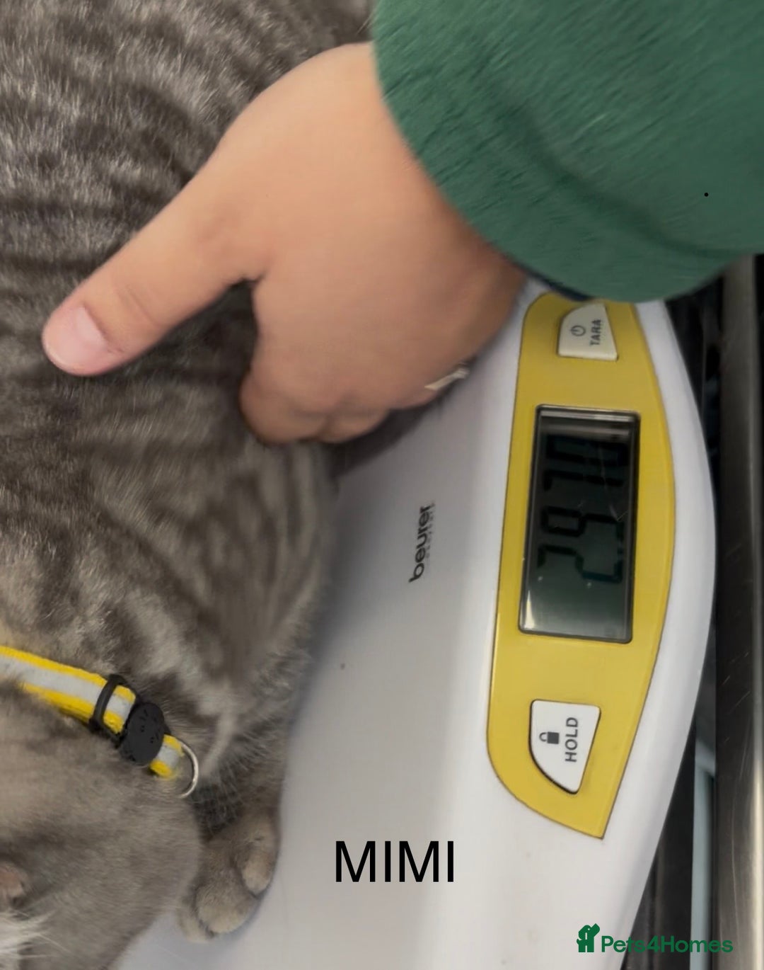 British Shorthair cats for sale: 3 Kittens•Full Pedigree•Champions bloodline•GCCF - Advert 32