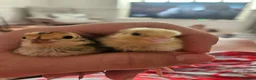 Quail poultry for sale: Cortunix quail chick trio seek loving home in Martock - Advert 7