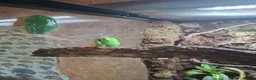 Mixed Breed reptiles for sale: Red eyed green tree frogs and madagascan gecko  - Advert 1