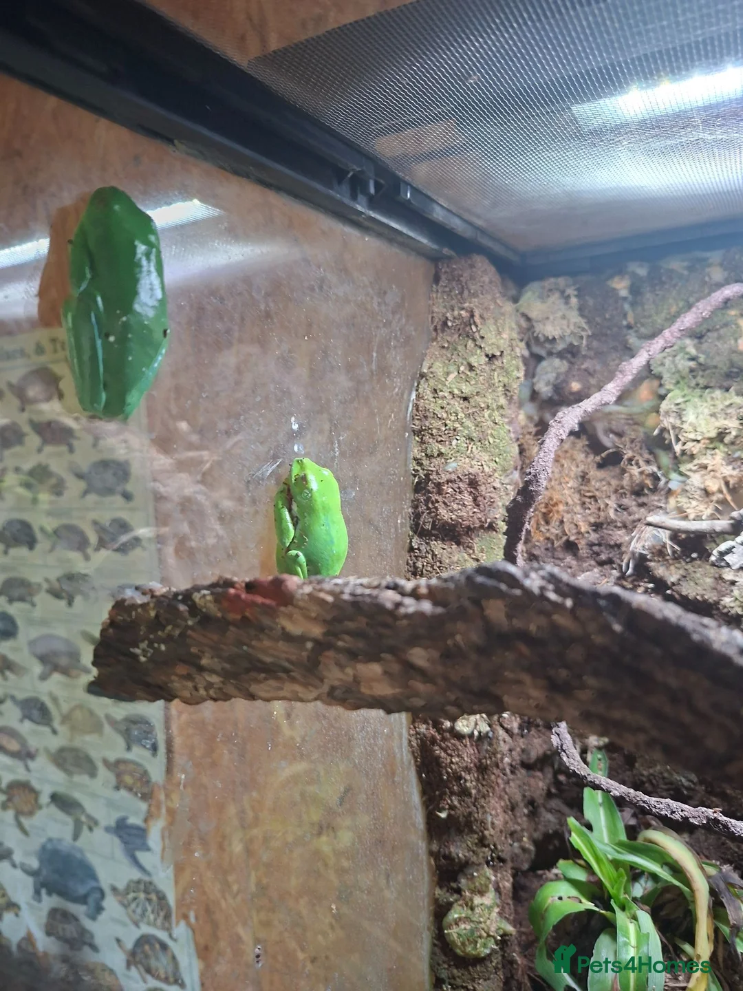 Mixed Breed reptiles for sale: Red eyed green tree frogs and madagascan gecko  - Advert 1