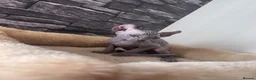 Sphynx cats for sale: 🐈‍⬛🐾 Sphynx elf's / Canadian kittens  - Advert 8