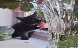 Domestic Shorthair cats for sale: 2 male kittens ready to leave today!  - Image 8