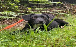 Mixed Breed dogs for adoption: Barney - Norwich norfolk  - Image 29