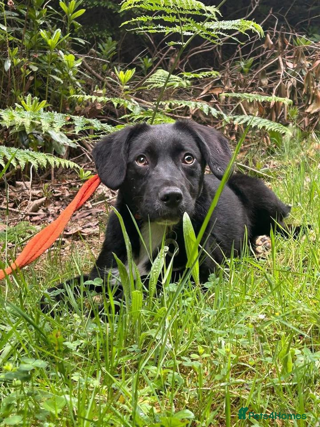 Mixed Breed dogs for adoption: Barney - Norwich norfolk  - Image 29