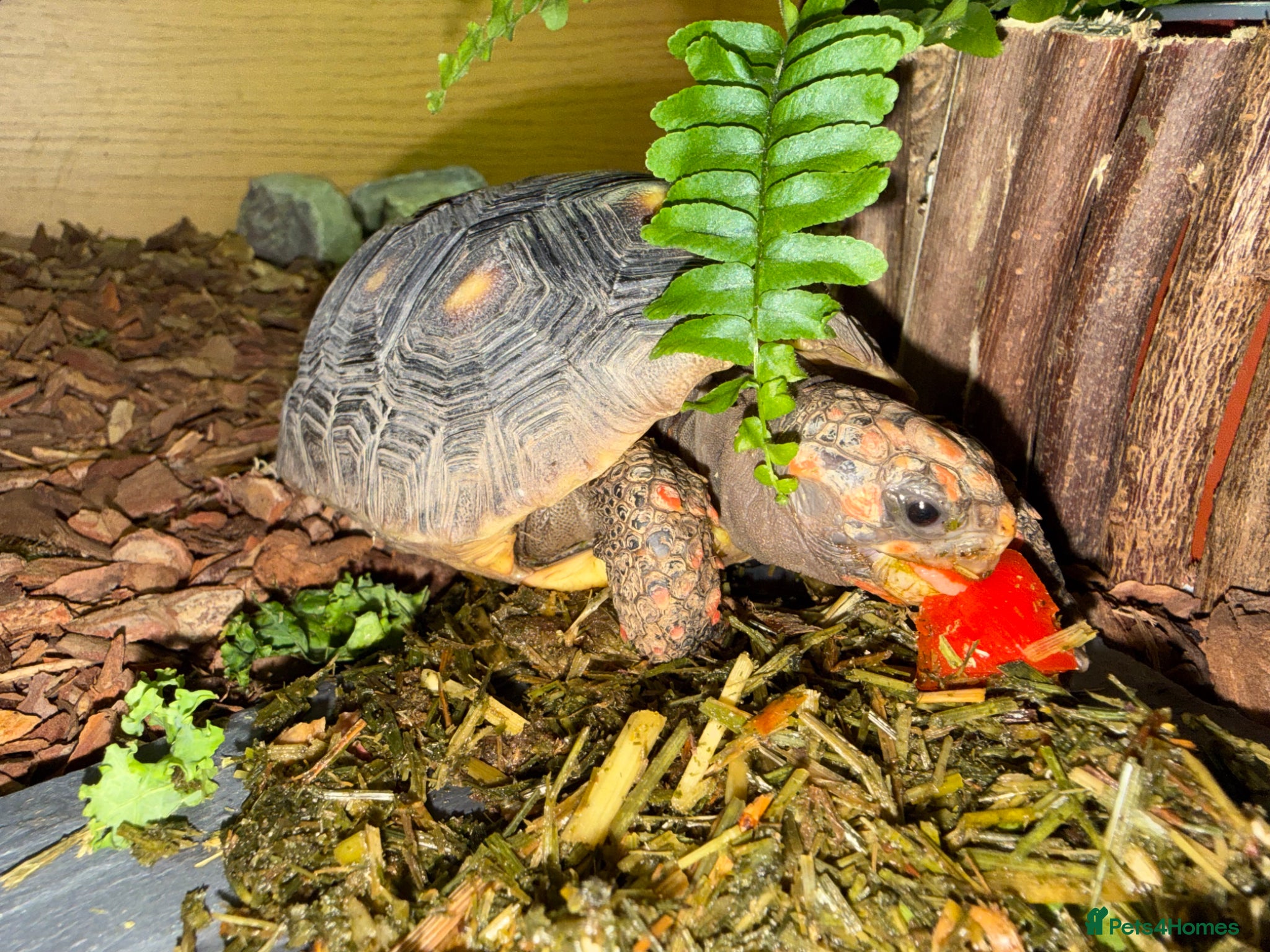 Tortoise reptiles for sale: Red foot tortoise  in Saint Leonards-on-sea - Advert 27