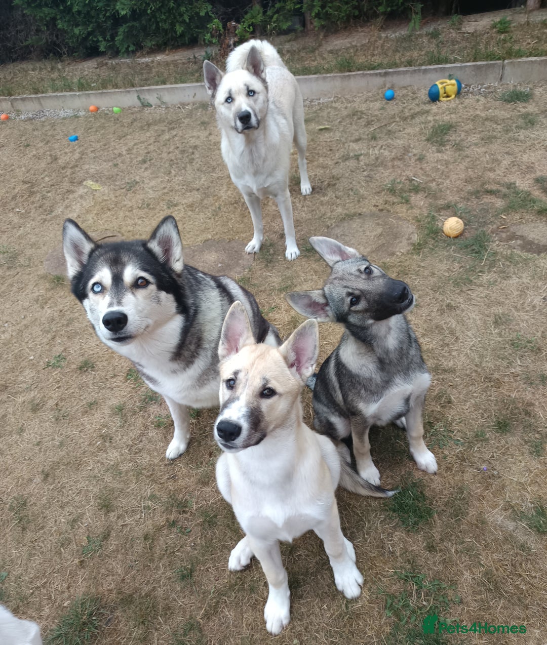 Huskita dogs for sale: Husky x puppy  - Image 11