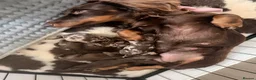 Miniature Dachshund dogs for sale: Long hair miniature daschund puppies for sale in Peterlee - Advert 36