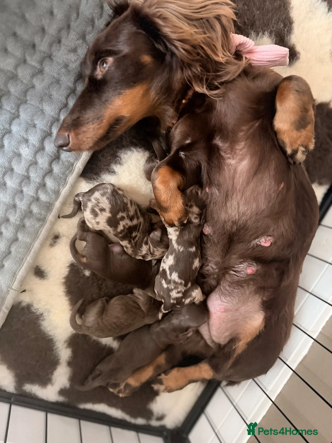 Miniature Dachshund dogs for sale: Long hair miniature daschund puppies for sale in Peterlee - Advert 36