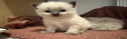 Ragdoll cats for sale: Beautiful Ragdoll Kittens - Advert 11